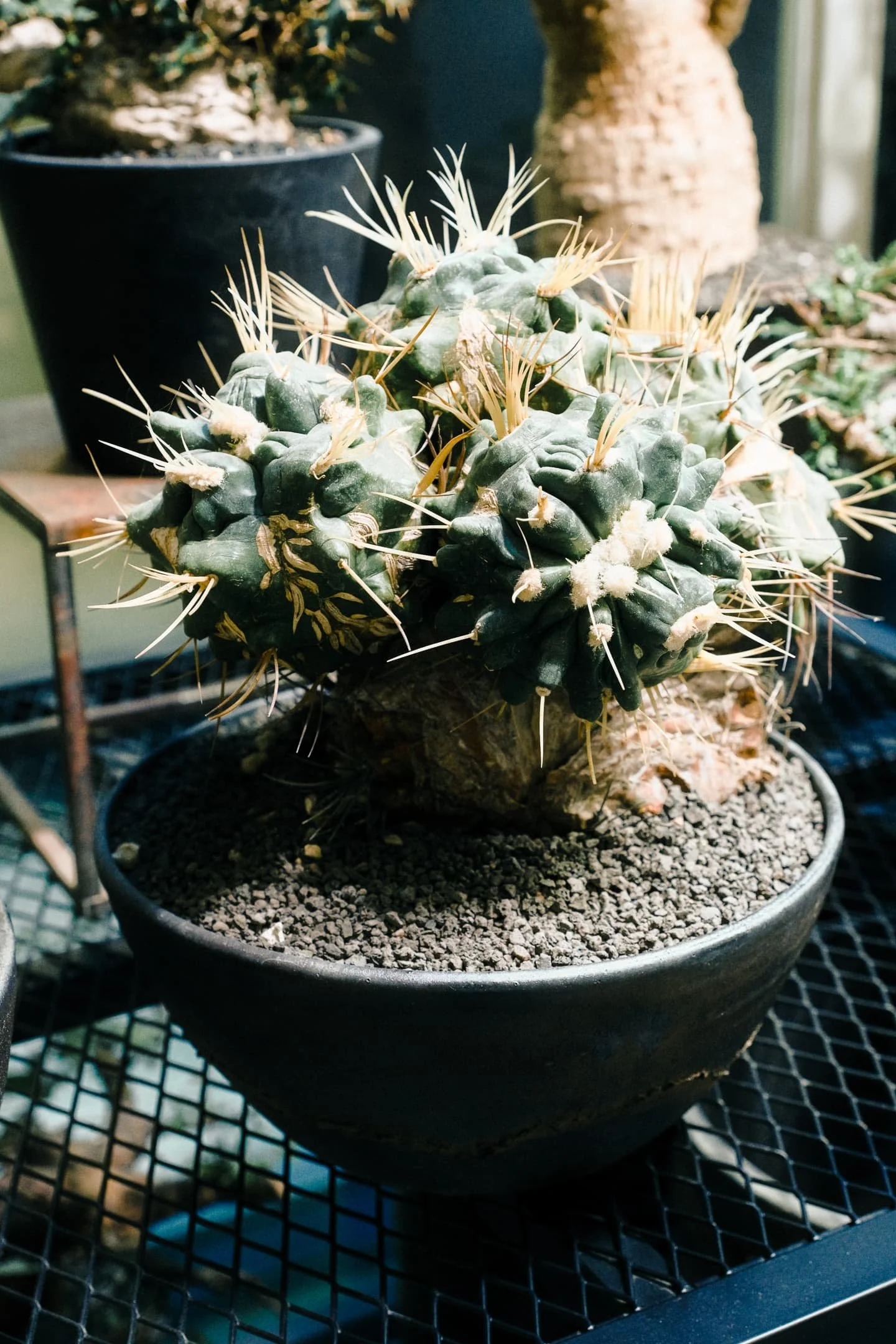 收藏一盆生生不息的藝術品——植物品牌0343 CONSERVATORY — 秋刀魚サンマ